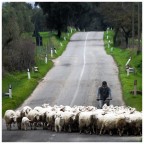 Sheep 2...