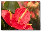 fiori