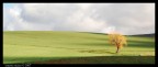 spot