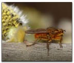 mosca &quot;irlandese&quot;....
