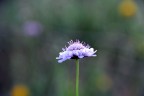 Fiore