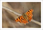 Farfalla