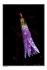 black e violet