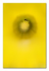 Giallo: l'insetto dov'?