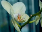 orchidea 3