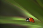 luce spot