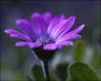 fiore