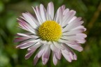 Test con Nikkor micro 55mm

Cosa ne pensate?
Sono ben accetti commenti!

Ciao
Michele