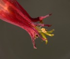 Pistilli 4