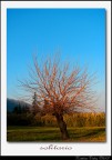 solitario