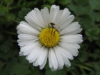 Moschina su di una margherita