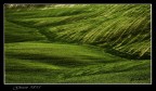 green 9895