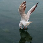 Gull