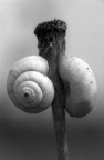 Lumache... una delle mie foto macro che preferisco.
