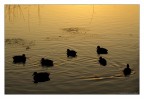 ANATRE AL TRAMONTO