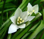 Giallo,bianco e verde