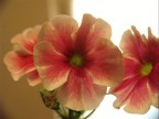 Primula