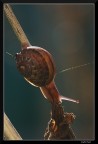 Discesa
