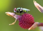 ho avuto fortuna..  stata paziente finch non gli ho fatto la foto.. poi  scomparsa..