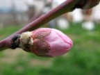 Sta arrivando la primavera