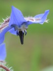 Borago officinalis