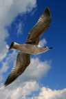 Jumbo Gull