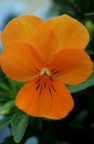 arrivano i colori..arancio
