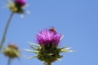 Fiore pungente
