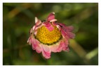 fiore per occhio