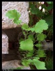 ..Water..