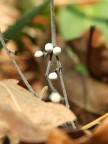 In giro per il sottobosco