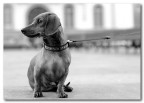 Un omaggio a Elliott Erwitt