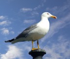 Gabbiano