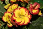 Fiori balcone...