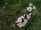 primavera