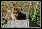 gatto 1
