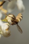Aggrappata