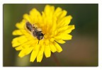 nel giallo