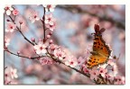 Primavera
