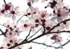 primavera in controluce
