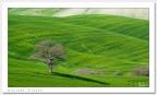 Verde Grano
