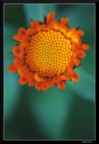 Sole in miniatura.