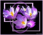 viola