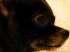 cucciola