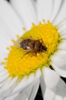 Cuscino di polline