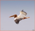 Un pellicano sul fiume Senegal