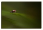 Mare verde