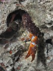 Santa Maria al Bagno (Nard)

-2mt. Notturna

Granchio che faceva capolino da una fessura agitando una chela quasi per saluto.

Ve lo giro molto volentieri.

Critiche e suggerimenti molto molto graditi

Grazie mille a tutti

Giuseppe
