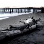 La giraffa  distesa ormai stanca, e guarda il mare in agonia.