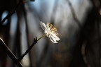 Fiore in controluce